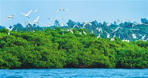 海南坚持生态优先、绿色发展，持续推进国家生态文明试验区建设_海口网