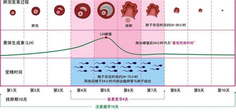 【科普】月经周期越短，老得越快？女性必知的真相_工作动态_汕头市卫生健康局（中医药局）