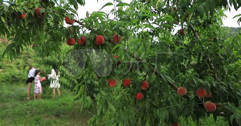 一位从夏日花园的树上摘红樱桃女人高清图片下载-正版图片307218812-摄图网