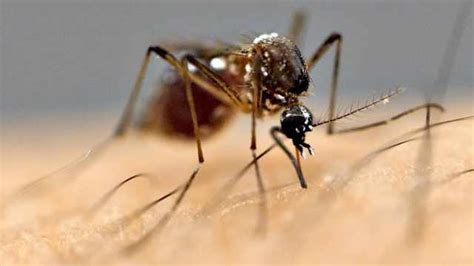 蚊子为什么特别喜欢咬某些人？那些招蚊子的人，蚊子会特别喜欢咬他们的某些部位吗？ - 知乎