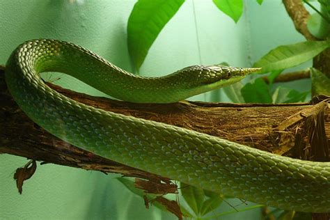胎生蛇与卵生蛇有什么区别？