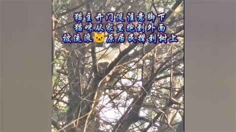 #猫咪走失#树上有只猫#猫丢了#欢子动物救援_腾讯视频