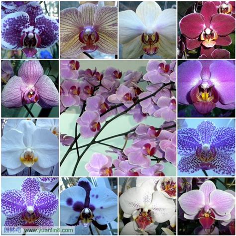 世界上10种最美丽的花-植物花卉_园林吧