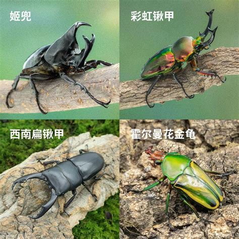 14.独角虫2(铁壳昆)虫属性~变硬原图片