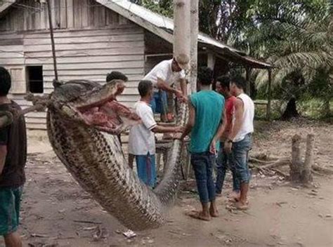 印尼男子给长3米重17公斤巨蟒洗澡被勒死！巨蟒威胁不能忽视！_毒蛇新闻_毒蛇网