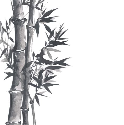 5种适合放在室内的观赏竹 - 花百科