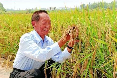 袁隆平77岁曾走遍上海超级稻农田-袁隆平和水稻的故事 - 见闻坊
