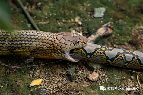 新加坡上演眼镜王蛇PK大蟒蛇，真实争霸战！谁吃掉了谁