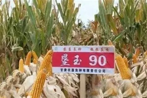 富民985玉米种子特征特性 - 农敢网