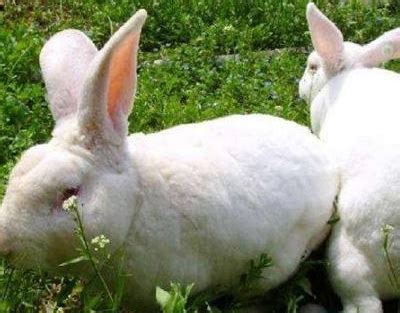 獭兔—獭兔品种—獭兔价格—獭兔繁殖率_中科商务网