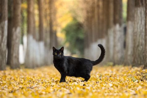 一组威武霸气的黑猫图片_动物图片_PS家园网