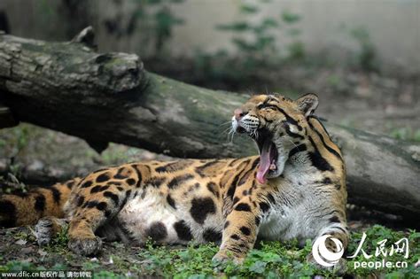 中国最神秘的猫科王者, 丛林中的幽灵杀手“小剑齿虎”|云豹|猫科|剑齿虎_新浪新闻