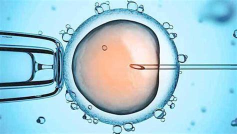 试管婴儿胚胎在哪里进行培养？经历几个阶段？-深圳中山泌尿外科医院