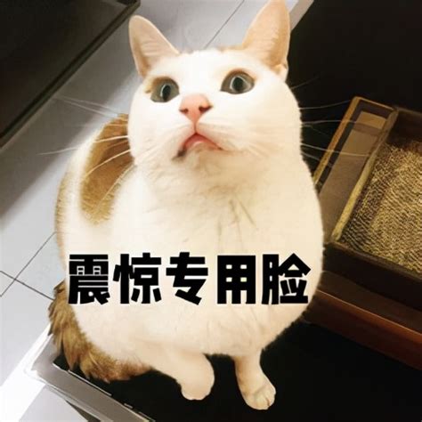 猫咪取名风水,猫名字最旺家,100个招财猫名字(第17页)_大山谷图库