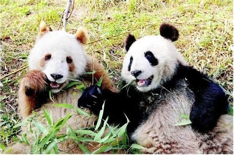 大熊猫七仔图片