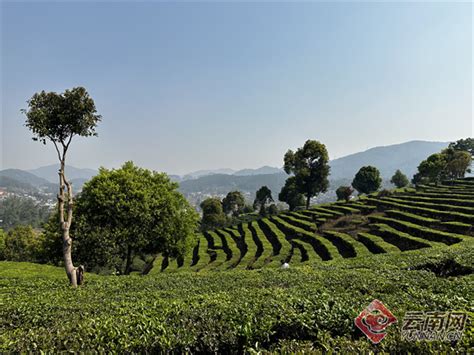 探秘世界“非遗”——宁洱普洱茶（贡茶）制作技艺前世今生