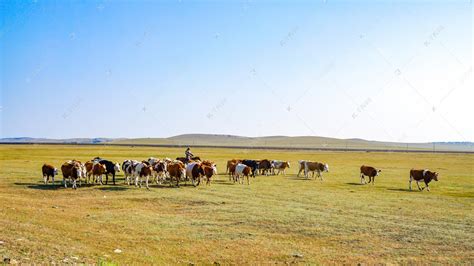 内蒙古草原牧民放牧摄影图高清摄影大图-千库网