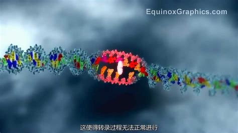3D演示基因的转录、翻译、突变及PCR
