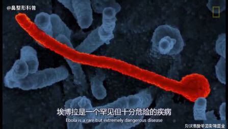 一口气看完童年阴影系列之《伊波拉病毒》 _电影_高清完整版视频在线观看_腾讯视频