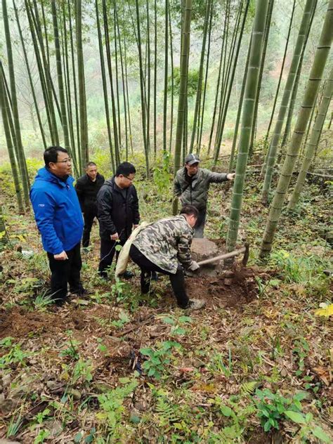铜鼓县林业局领导到毛竹林丰产技术标准化示范山场指导项目建设 - 江西林科网