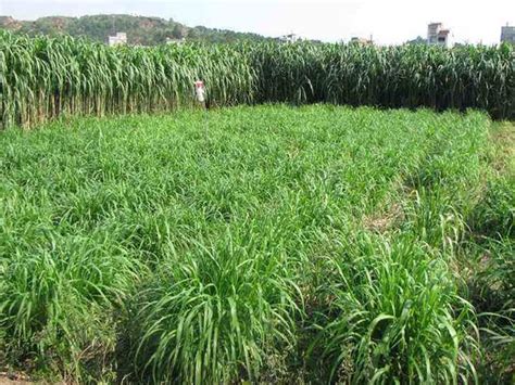 牧草品种中国最好的十大牧草排名-绿宝园林网