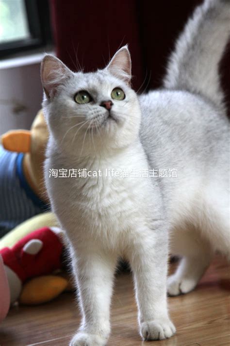 正宗银渐层猫图片,纯种银渐层猫图片_大山谷图库