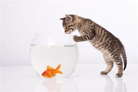 猫盯着鱼看的图片,鱼和猫的图片,鱼猫图片大全大图_大山谷图库
