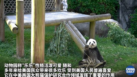 野外种群数量增加至1864只 大熊猫受威胁程度喜提“降级”