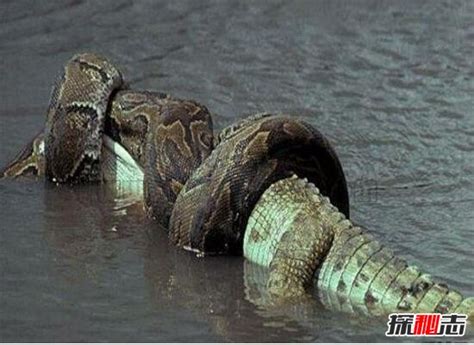 小伙路边发现两米大蛇，问这是什么蛇？_毒蛇新闻_毒蛇网