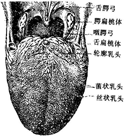图209 舌-人体解剖-医学