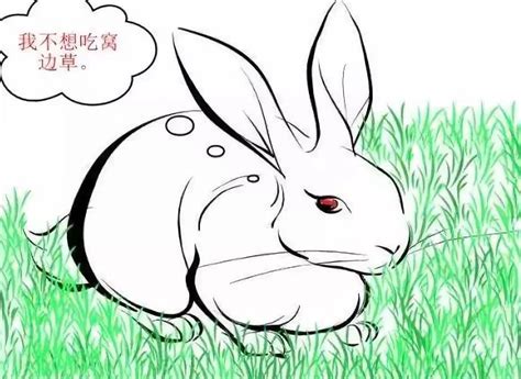 兔子嚼东西,吃东西,吃东西的样子_大山谷图库