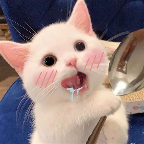 二狗子图片