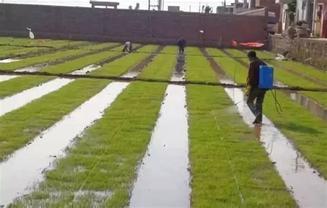 智慧农业水肥一体化滴灌系统在水稻中的应用