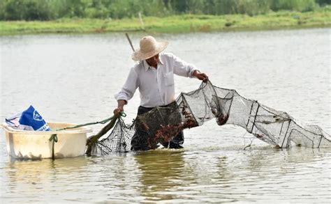 安徽巢湖:小龙虾迎来上市高峰期-合肥网
