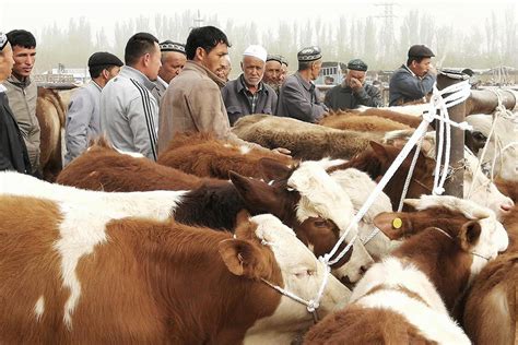 直击新疆最大的活畜交易市场 ，交易不用称重，全靠估量|喀什|新疆|大巴扎_新浪新闻