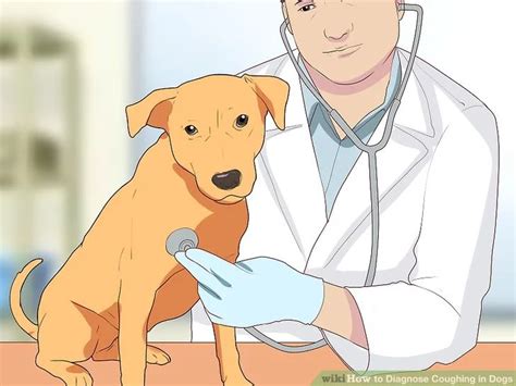 狗狗冠状病毒有什么症状，怎么治疗 - 蘑菇宠医