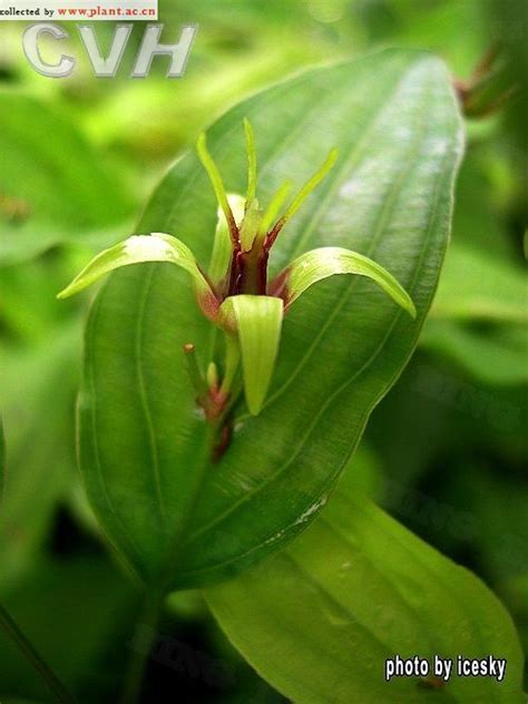 百部Stemona japonica (Bl.) Miq_植物图片库_植物通