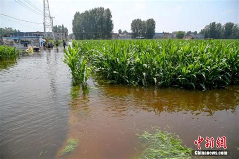 河南洪涝灾害致农作物受灾1450万亩 灾情仍在发展|灾情|农村部|受灾_新浪新闻