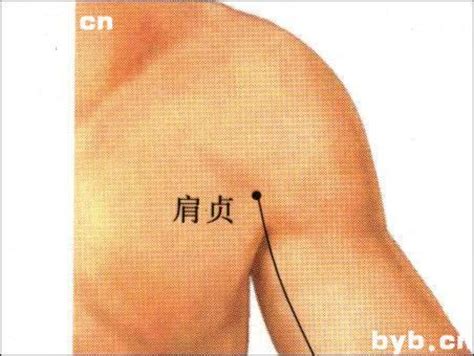 肩周穴位图图片