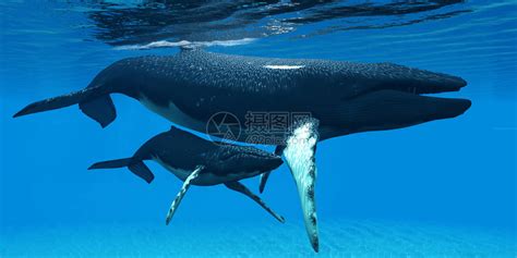 一只驼背鲸小牛藏在他母亲的下插画图片下载-正版图片502617276-摄图网