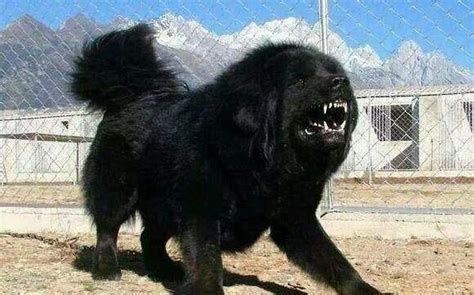 战斗力最强的狗：比特犬最凶的狗第一名（图）_知秀网