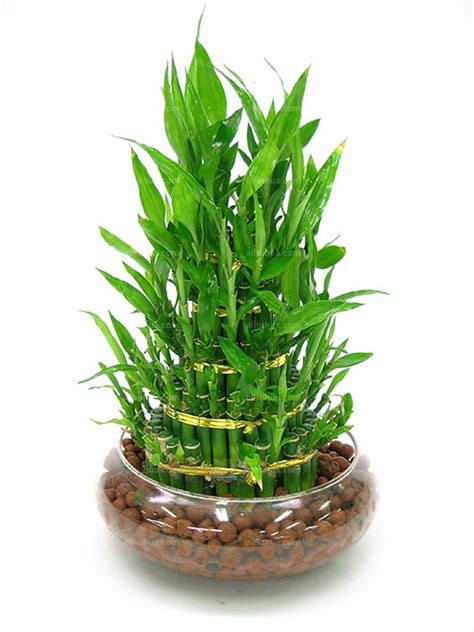 在室内用盆栽养护土培富贵竹的技巧，怎么防止黄叶？|富贵竹|养护|盆栽_新浪新闻