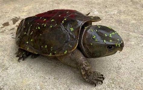 常见龟风水物品龙龟有哪些种类,龙龟如何摆放能招财？-家居风水-天居阁