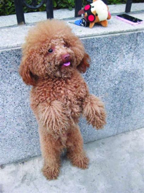 纯种泰迪犬幼犬狗狗出售 宠物泰迪犬可支付宝交易 泰迪/贵宾 /编号10057800 - 宝贝它