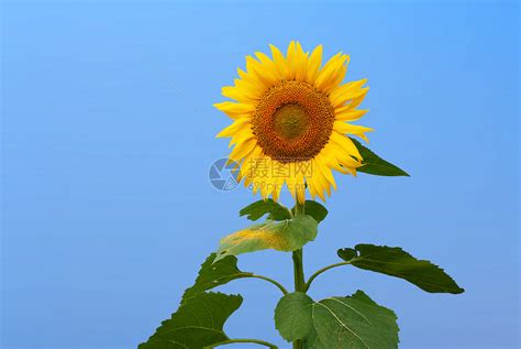 向日葵小班图片