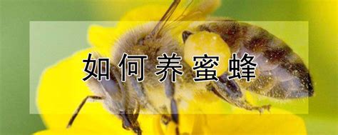 蜜蜂有什么特点和特征，请问蜜蜂的特点是什么？ - 综合百科 - 绿润百科
