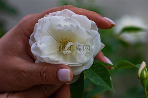 唯美手中花图图片