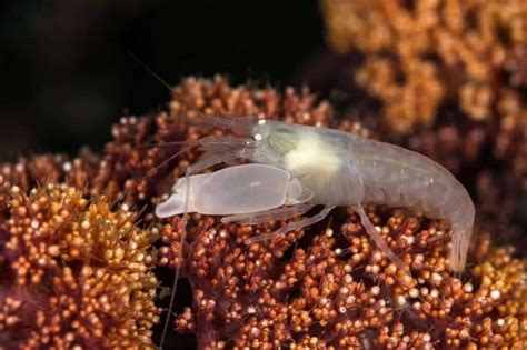 746.铁臂枪虾1水属性~水枪原型:图片