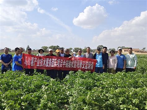 新疆库车市8000亩花生开始播种-中国健康