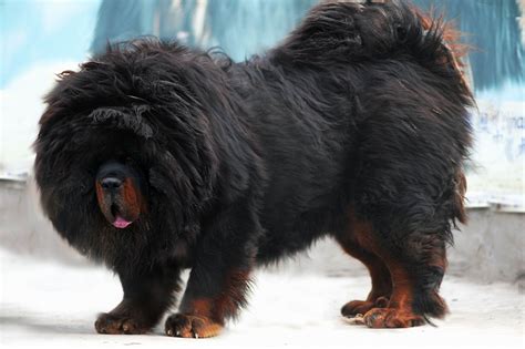 欧洲王室专养獒犬，被誉为“欧洲獒王”。它的体积是藏獒的两倍